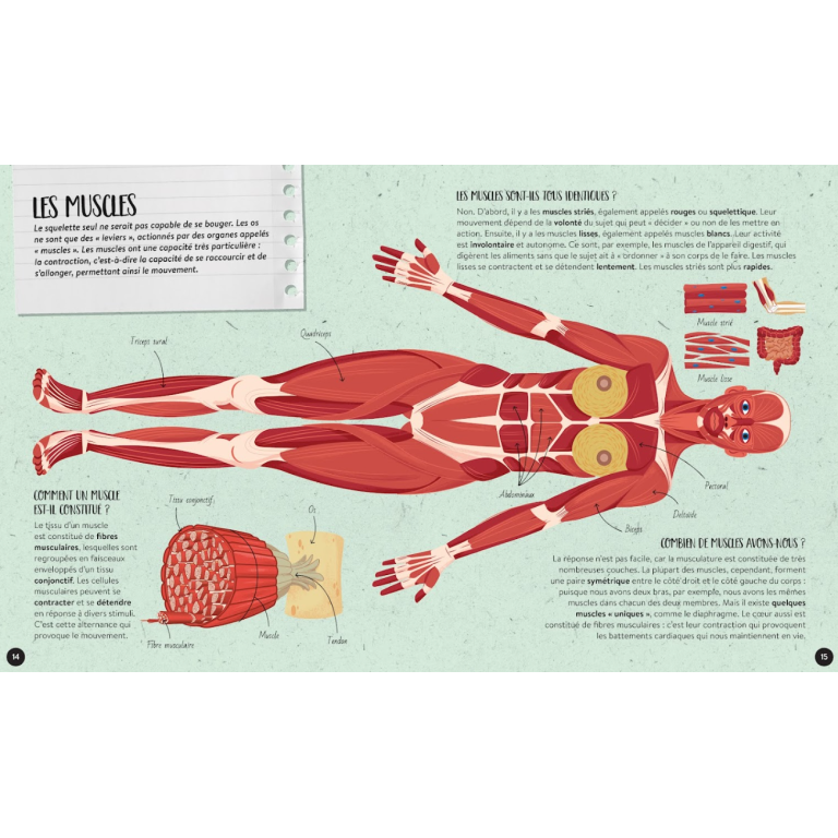 Quoi, comment, pourquoi. Le corps humain