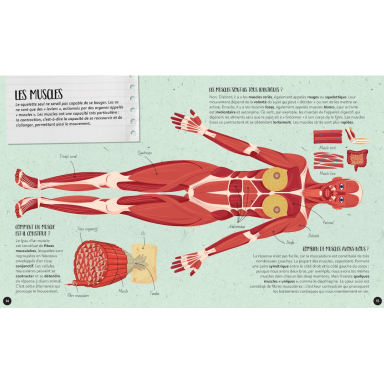 Quoi, comment, pourquoi. Le corps humain