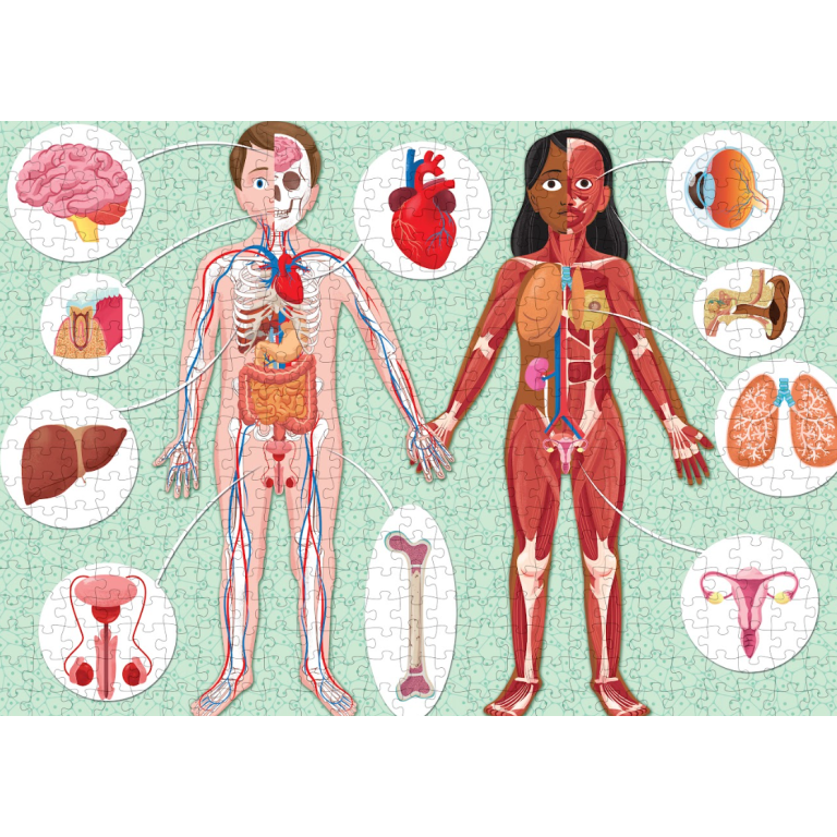 Le coffret du méga atlas du corps humain