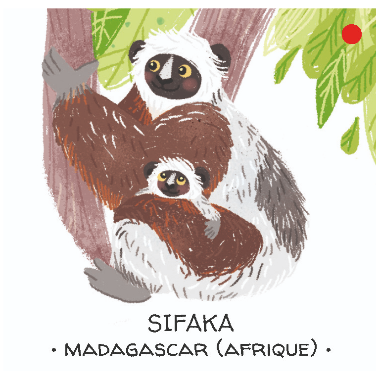 Protégeons les animaux. Les forêts tropicales